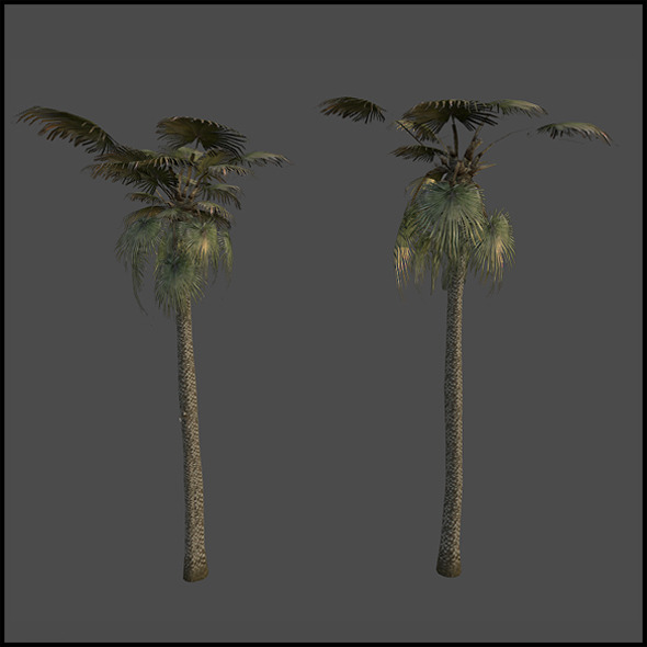 3DOcean Palm trees 4509363 3DOcean Palm trees 4509363