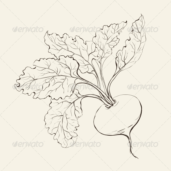 GraphicRiver Beet Root 4529258 GraphicRiver Beet Root 4529258