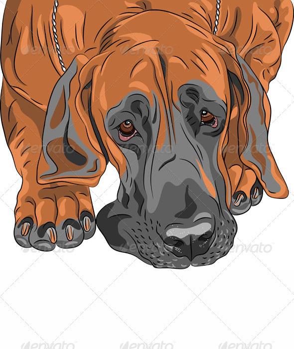 GraphicRiver Vector Close-Up Sketch Dog Great Dane Breed 4534997 GraphicRiver Vector Close-Up Sketch Dog Great Dane Breed 4534997