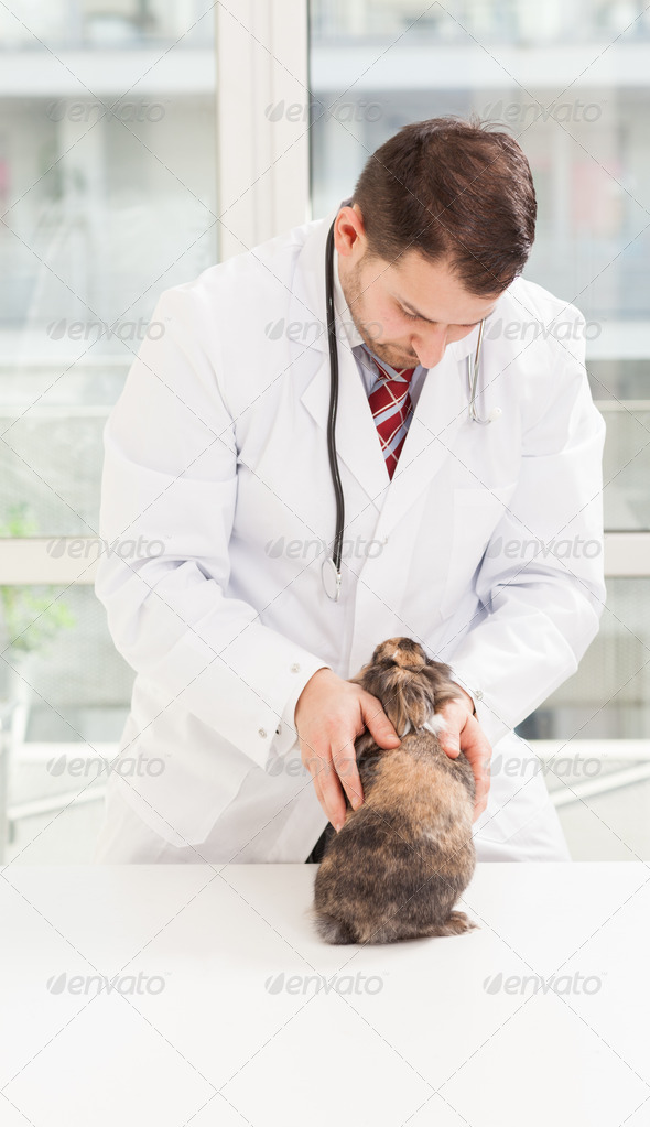 Lifestyle photo of a veterinary making a checkup on a dwarf rabbit