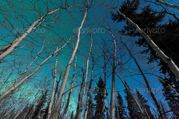 Green swirls of Northern Lights over boreal forest - Stock Photo - Images