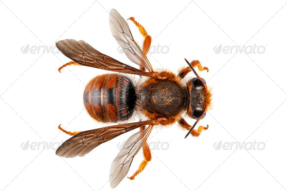 Bee Anthidium sticticum - Stock Photo - Images
