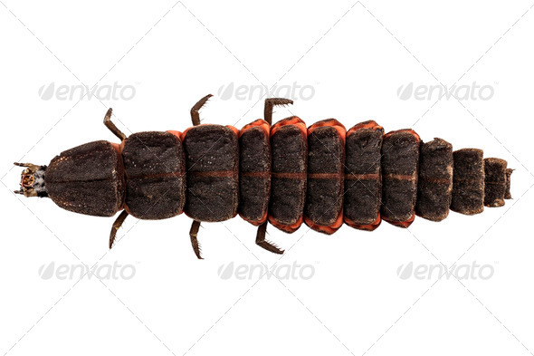 Firefly Nyctophila reichii - Stock Photo - Images
