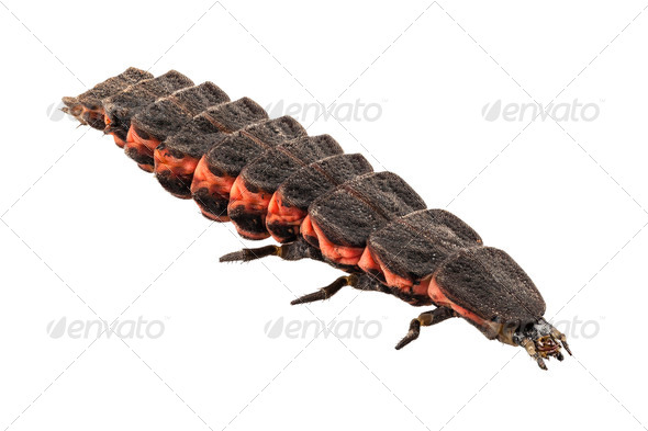 Firefly Nyctophila reichii - Stock Photo - Images