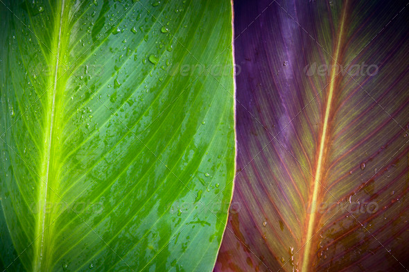 Two Leaves - Stock Photo - Images