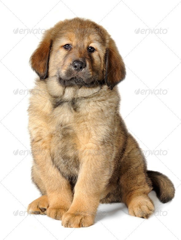 Puppy tibetan mastiff - Stock Photo - Images