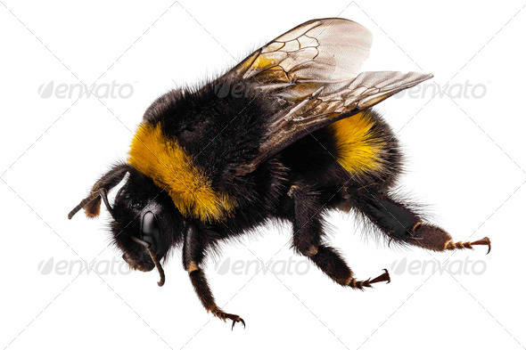 Bumblebee Bombus terrestris - Stock Photo - Images