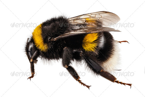 Bumblebee Bombus terrestris - Stock Photo - Images