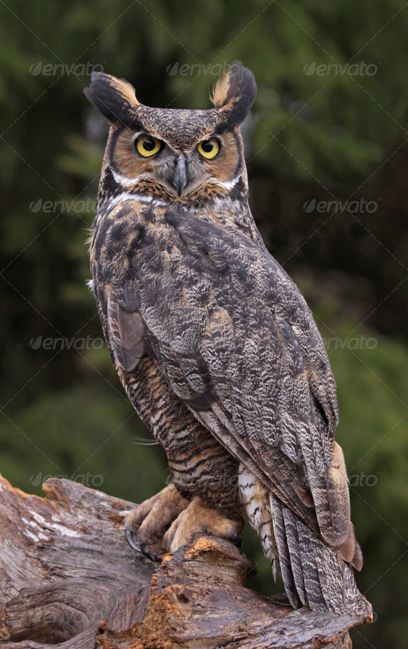 Great Horned Owl Look