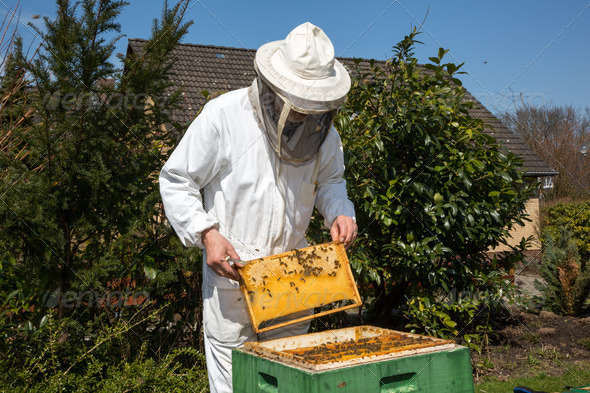 Beekeeper caring for bee colony