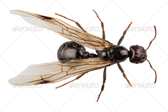 Lasius niger winged - Stock Photo - Images