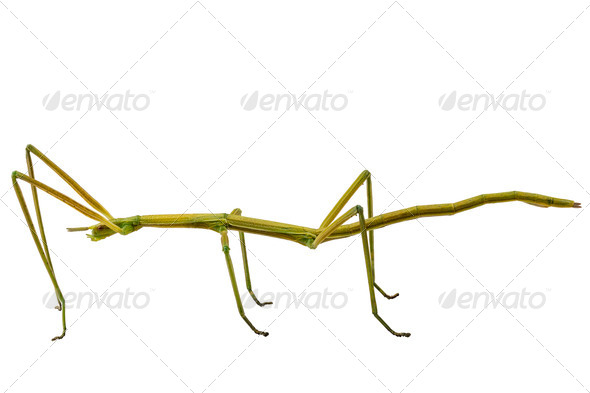 Leptynia hispanica - Stock Photo - Images
