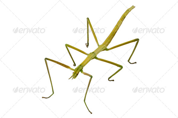 Leptynia hispanica - Stock Photo - Images