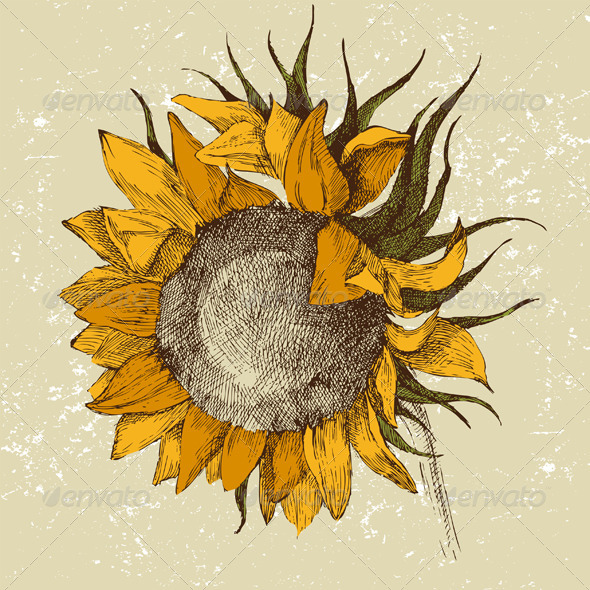 GraphicRiver Hand Drawn Sunflower 4780767 GraphicRiver Hand Drawn Sunflower 4780767