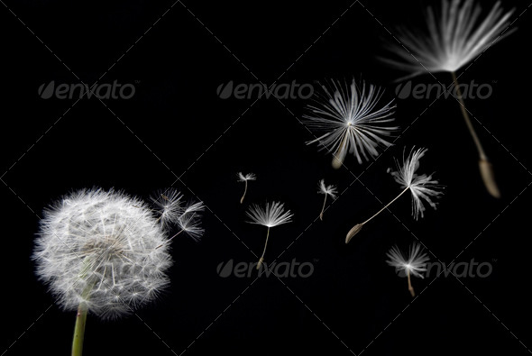 Stock Photo - PhotoDune Dandelion with floating seeds 502181 Stock Photo - PhotoDune Dandelion with floating seeds 502181