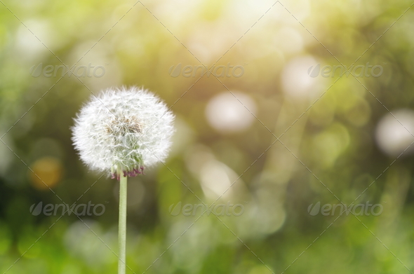 Stock Photo - PhotoDune Dandelion 509265 Stock Photo - PhotoDune Dandelion 509265