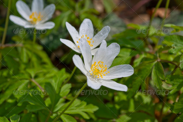 Wood Anemone - Stock Photo - Images