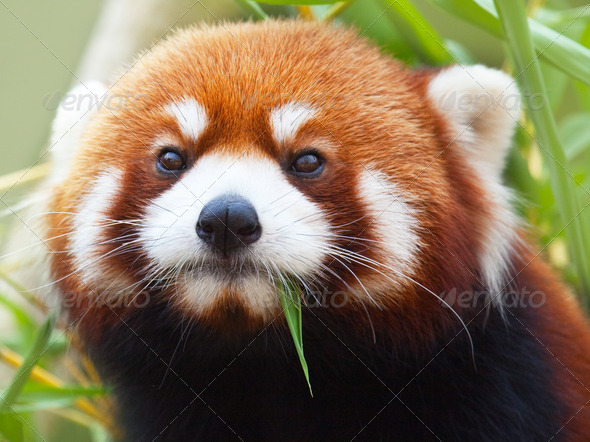 Red Panda - Stock Photo - Images
