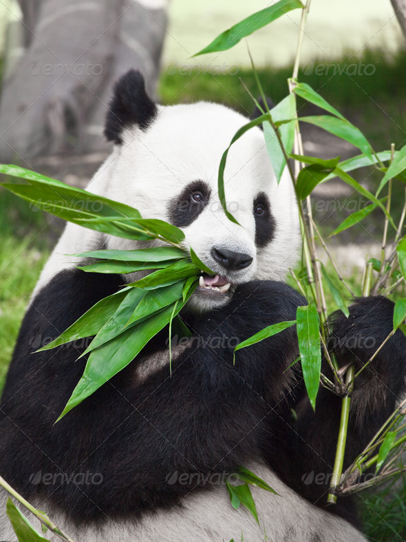 Stock Photo - PhotoDune Giant panda 510195 Stock Photo - PhotoDune Giant panda 510195