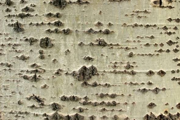 GraphicRiver Crust layer of poplar 4892161 GraphicRiver Crust layer of poplar 4892161