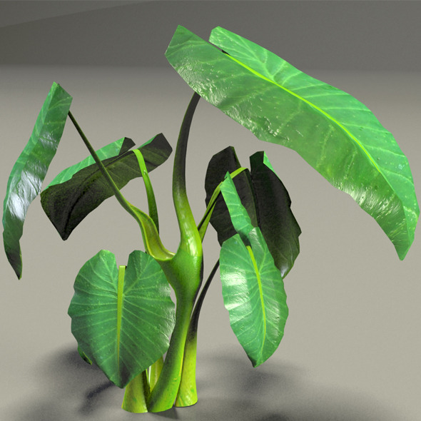 3DOcean Elephant Ear plant 4895467 3DOcean Elephant Ear plant 4895467