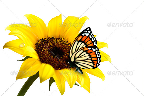 GraphicRiver Nature Summer Sunflower with Butterfly Vector 4903807 GraphicRiver Nature Summer Sunflower with Butterfly Vector 4903807