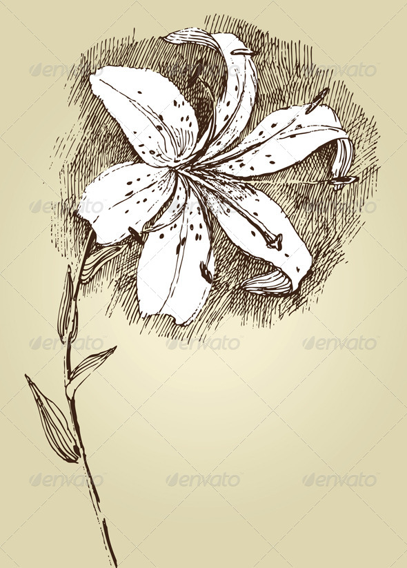 GraphicRiver Lilly Flower 5049811 GraphicRiver Lilly Flower 5049811