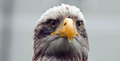 Sharp eyed eagle Sharp eyed eagle - PhotoDune Item for Sale