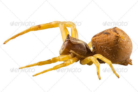 goldenrod crab spider species Misumena vatia - Stock Photo - Images
