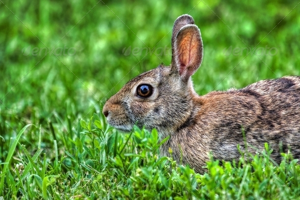 Jack Rabbit in the Grass in HDR