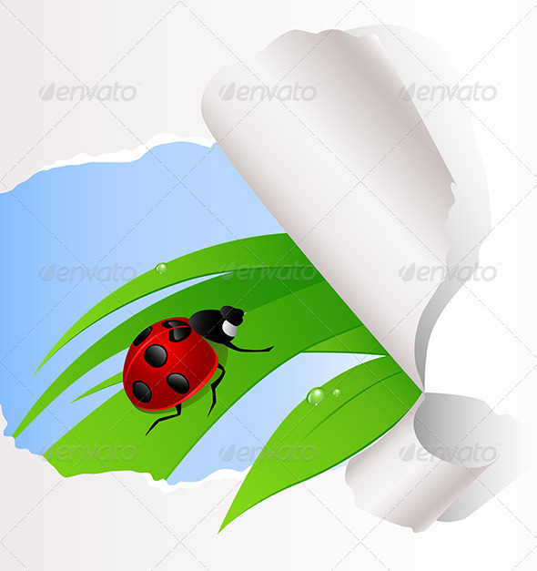 GraphicRiver Ladybird Sitting on Green Grass 5223399 GraphicRiver Ladybird Sitting on Green Grass 5223399