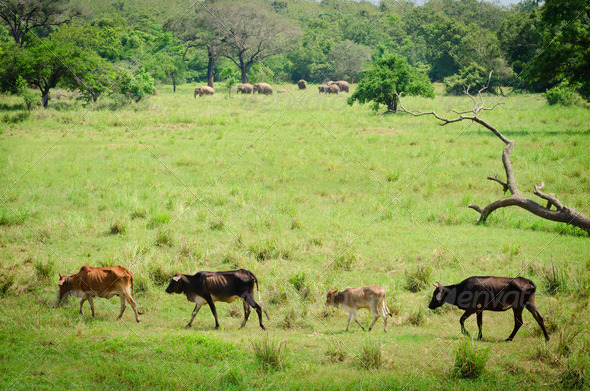 Domestic animals with wild elephants on background in green fields