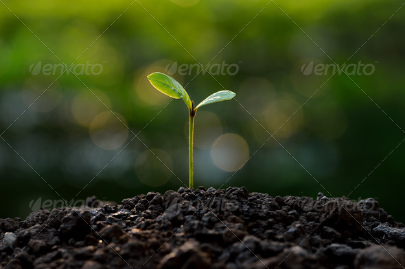 Young plant on green bokeh background