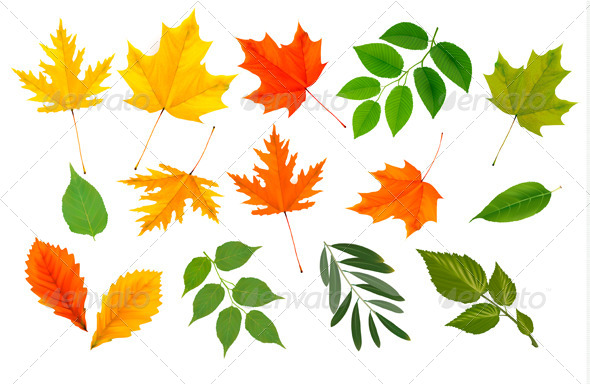 GraphicRiver Big Collection of Colorful Leaves 5296247 GraphicRiver Big Collection of Colorful Leaves 5296247