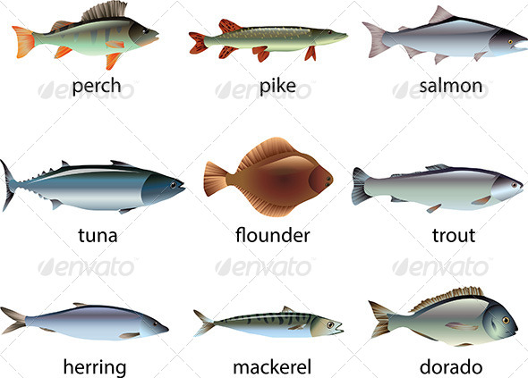 GraphicRiver Popular Species of Fish Vector Set 5453983 GraphicRiver Popular Species of Fish Vector Set 5453983