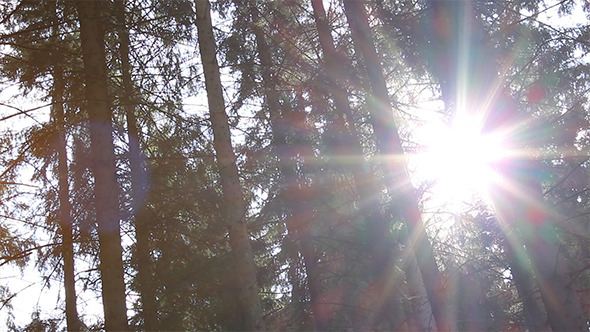 VideoHive Dazzling Sunlight Through Pines 5477036 VideoHive Dazzling Sunlight Through Pines 5477036