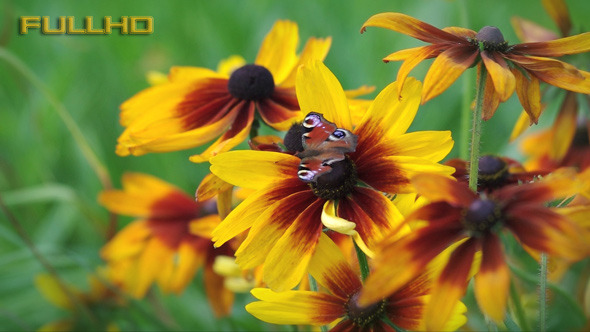 VideoHive Garden Flowers Zinnia and Butterfly 5477566 VideoHive Garden Flowers Zinnia and Butterfly 5477566