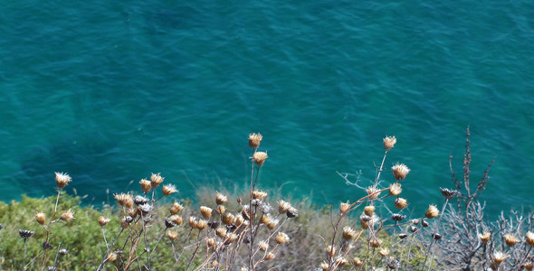 VideoHive Plant and the Sea 5497321 VideoHive Plant and the Sea 5497321