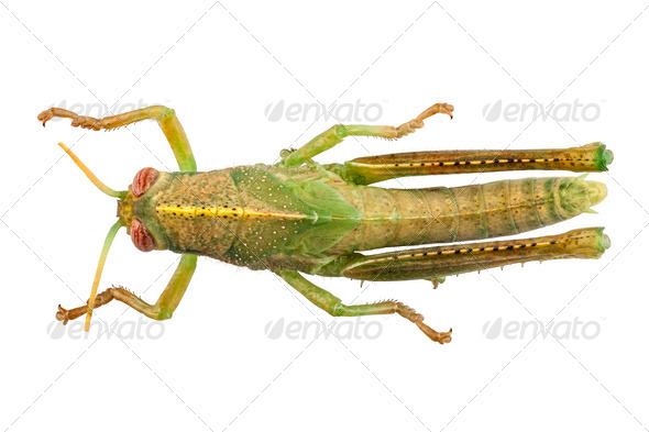 Anacridium aegyptium - Stock Photo - Images