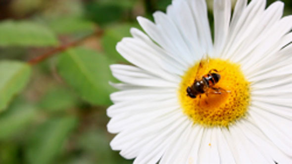 VideoHive Bee On Flower 5505259 VideoHive Bee On Flower 5505259