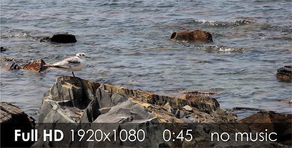 VideoHive Seagull 2 5511476 VideoHive Seagull 2 5511476