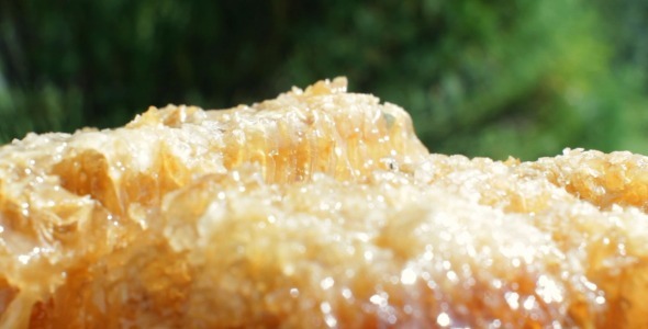 VideoHive Pouring Honey Over Honeycomb 5522695 VideoHive Pouring Honey Over Honeycomb 5522695