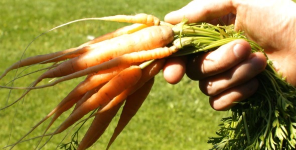 VideoHive Farmer With a Bunch of Carrots 5523650 VideoHive Farmer With a Bunch of Carrots 5523650