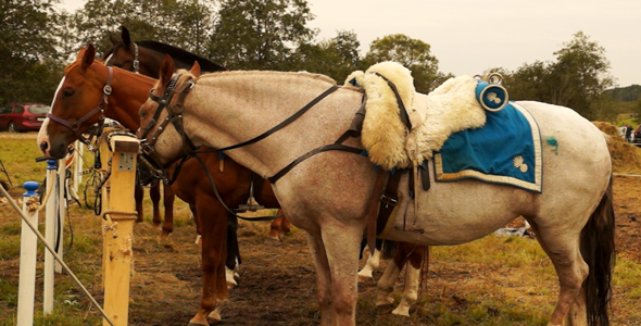 VideoHive The Horses 5523717 VideoHive The Horses 5523717
