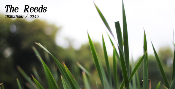 VideoHive The Reeds 5492998 VideoHive The Reeds 5492998