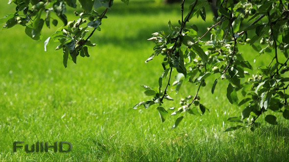 VideoHive Grass and Apple-Tree 5542193 VideoHive Grass and Apple-Tree 5542193