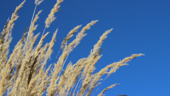 VideoHive High Grass and Sky 5557026 VideoHive High Grass and Sky 5557026