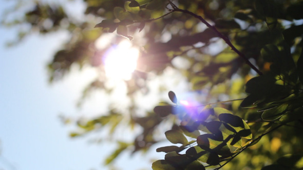 VideoHive Sunshine Between Tree Leaves 5557055 VideoHive Sunshine Between Tree Leaves 5557055