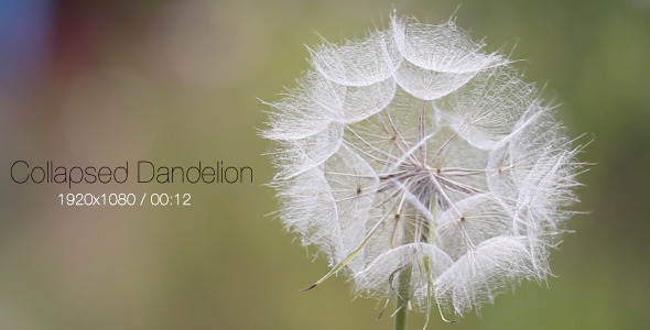 VideoHive Collapsed Dandelion 5565384 VideoHive Collapsed Dandelion 5565384