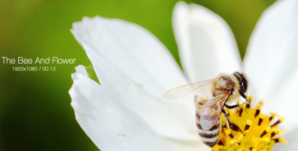 VideoHive The Bee And Flower 5565502 VideoHive The Bee And Flower 5565502